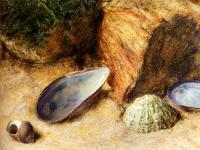 William Henry Hunt - Still Life With Sea Shells On A Mossy Bank